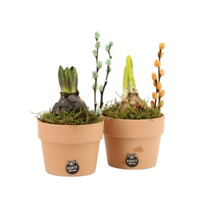 11667: Outdoor spring arrangement