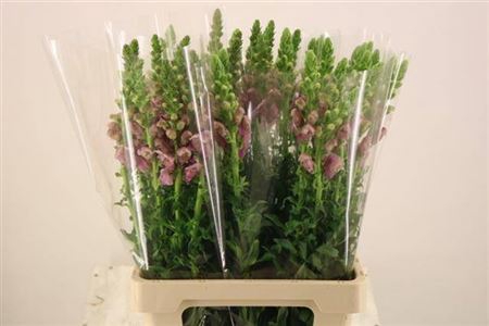 <h4>Antir Poto Lavend</h4>