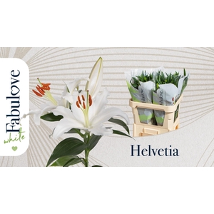 LI OR HELVETIA