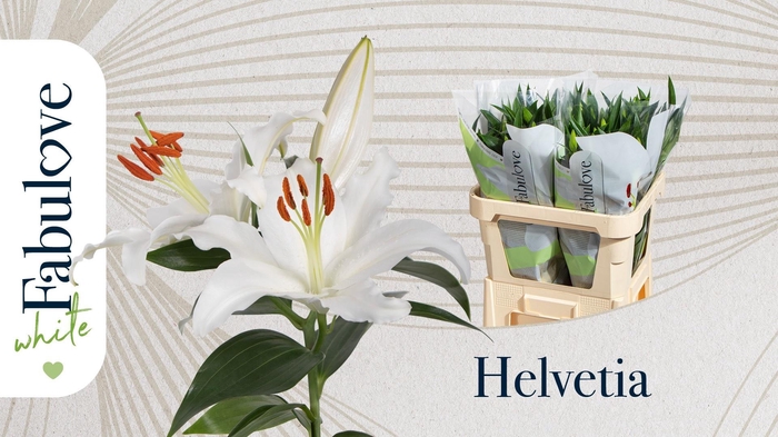 <h4>LI OR HELVETIA</h4>