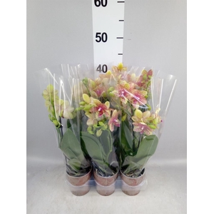 Phalaenopsis multi. 'Ant Grossetto'