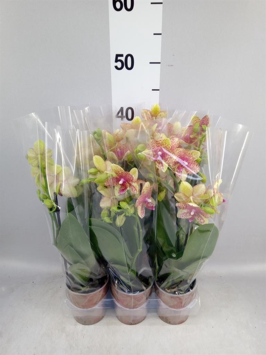 <h4>Phalaenopsis multi. 'Ant Grossetto'</h4>