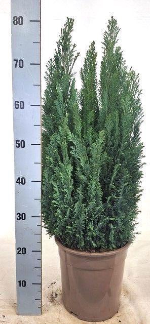 <h4>CHAM L ELLWOODII</h4>