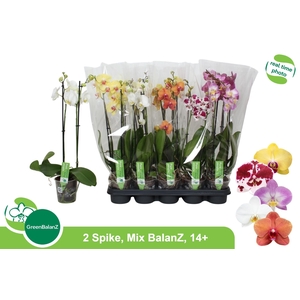 PHAL GEM