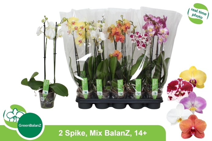 <h4>PHAL GEM</h4>