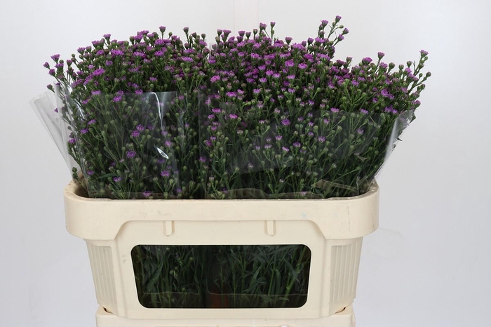 <h4>Aster Baby Pink</h4>