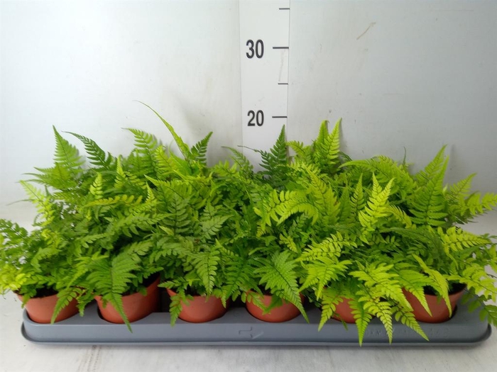 <h4>Athyrium   ...</h4>