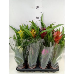 Bromelia   ...mix
