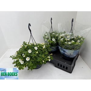 PET LITT WHITE GRACE