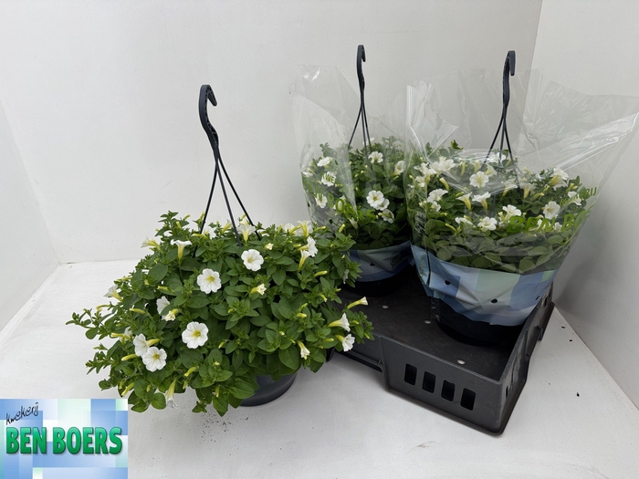 <h4>PET LITT WHITE GRACE</h4>