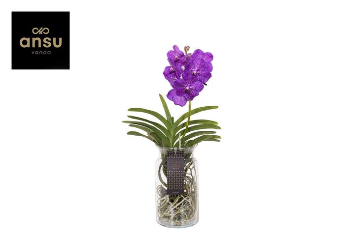 <h4>Vanda Bose XL Blue</h4>