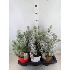 Pinus pinea 'Silver Crest'