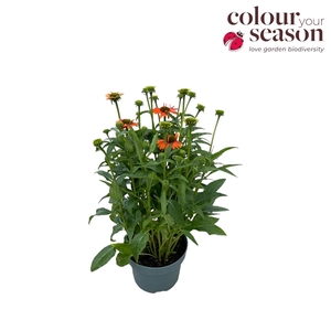 Echinacea Sombrero Adobe Orange P19
