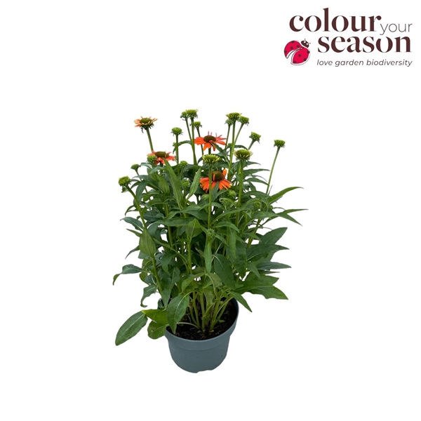 <h4>Echinacea Sombrero Adobe Orange P19</h4>