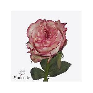 Rosa large country spirit candy
