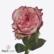 <h4>Rosa large country spirit candy</h4>