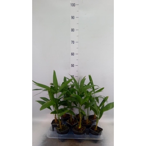 Trachycarpus fortunei