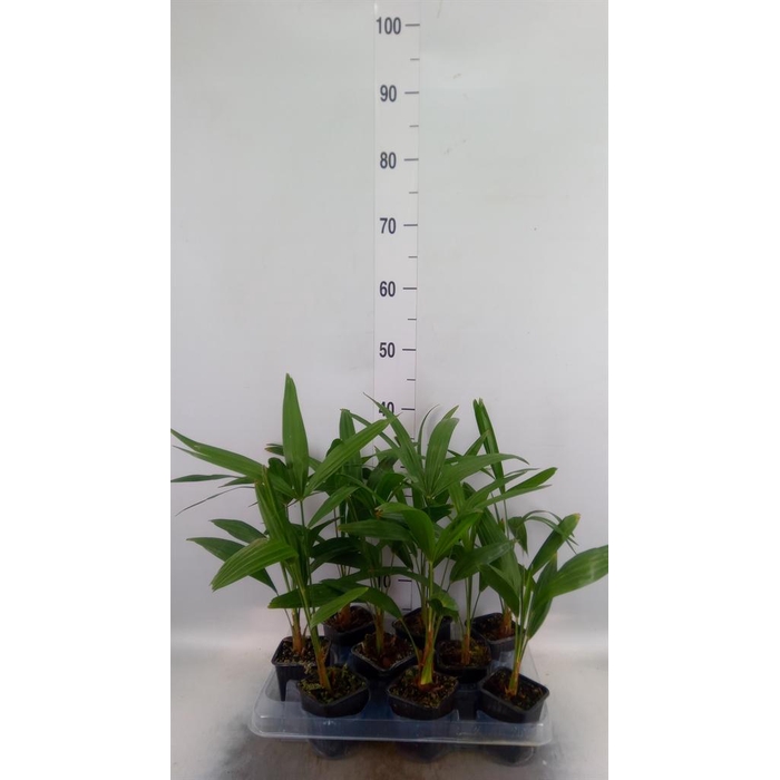 <h4>Trachycarpus fortunei</h4>