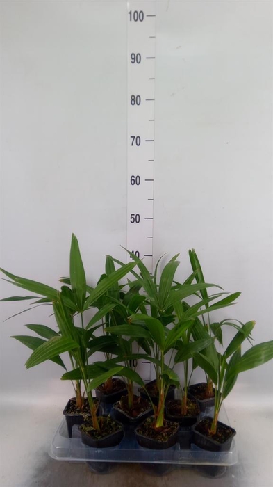 Trachycarpus fortunei