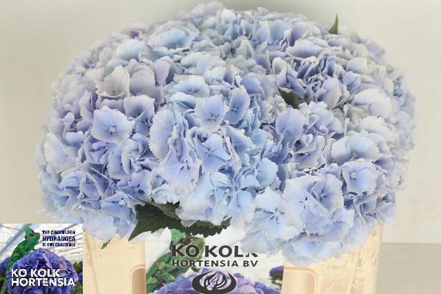<h4>HYDR M CH VERENA BL</h4>