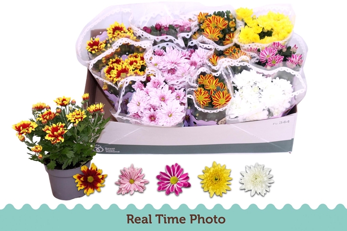 <h4>CHRYS GEM 5 KL</h4>