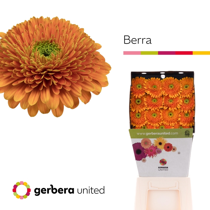 Gerbera Pomponi Berra Diamond