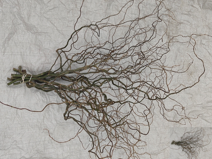 <h4>SALIX B TORTUOSA</h4>