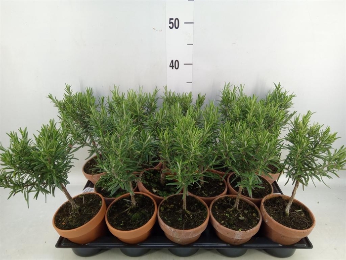 <h4>Rosmarinus officinalis   ...</h4>