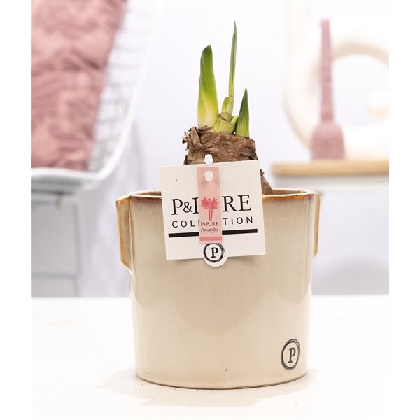 <h4>Hippeastrum pink in P&PURE Lauren ceramics</h4>