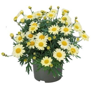 Argyranthemum La Rita 