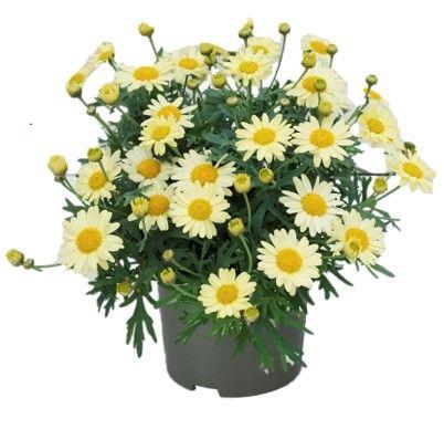 <h4>Argyranthemum La Rita "Lemon Yellow"</h4>