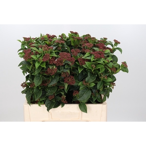 Viburnum Macro Red