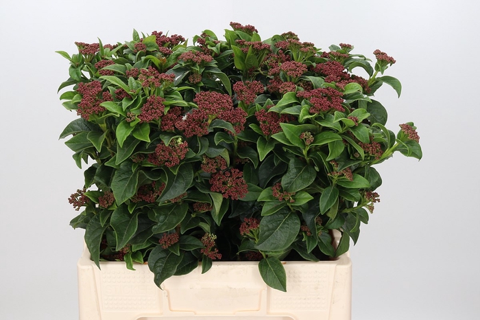 Viburnum Macro Red