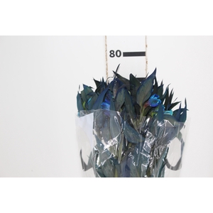 ALSTROEMERIA TINGIDA 080 CM AZUL