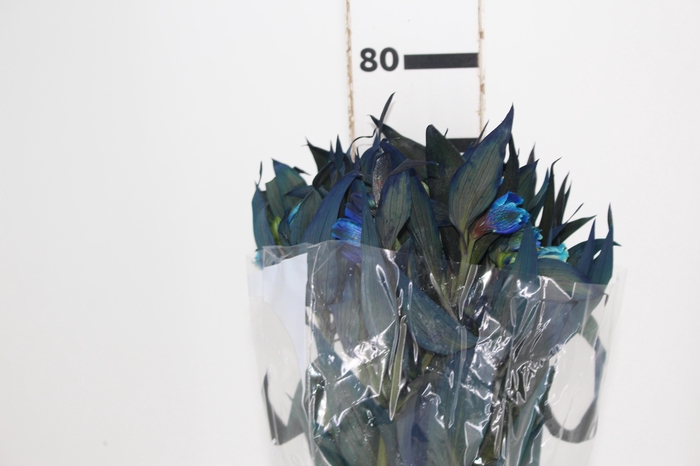 <h4>ALSTROEMERIA TINGIDA 080 CM AZUL</h4>