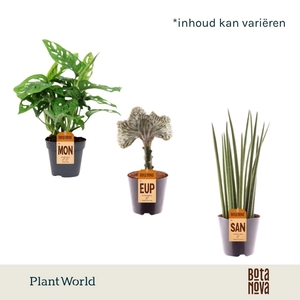 Kamerplanten gem. groen 3 soorten