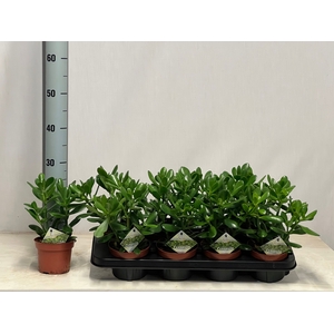 CRASS OVATA