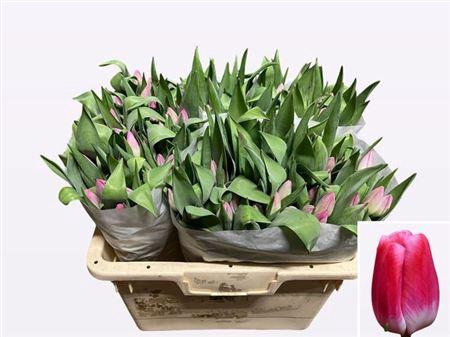 <h4>Tu En Pink Stone</h4>