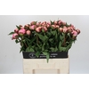 Paeonia Nick Shaylor