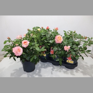 Rosa Ov Chippendale