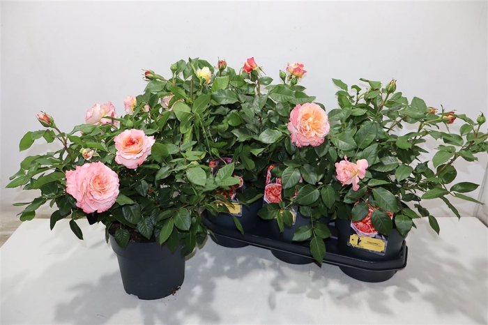 <h4>Rosa Ov Chippendale</h4>