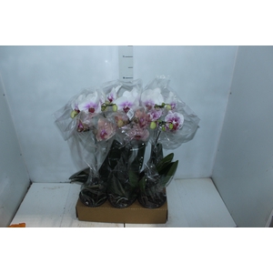 PHALAENOPSIS ESPECIAL P15 MIN 8 FLS