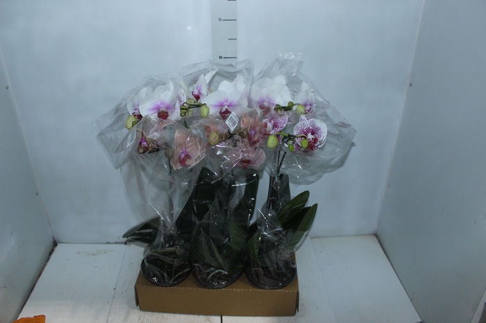 <h4>PHALAENOPSIS ESPECIAL P15 MIN 8 FLS</h4>