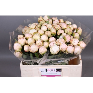 Paeonia Mothers Choice