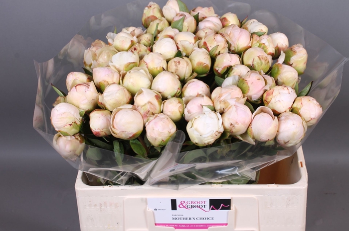 <h4>Paeonia Mothers Choice</h4>