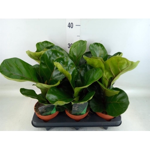 Ficus lyrata 'Bambino'