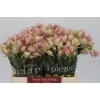 Blushing Bride Ayoba Satin Star