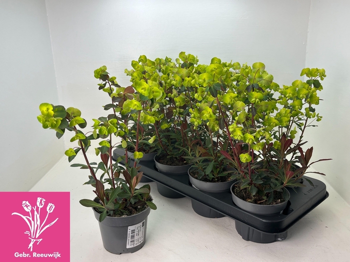 <h4>EUPH AM PURPUREA</h4>