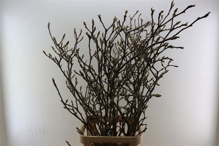 <h4>Magnolia Grandiflora Grillig P Stem</h4>