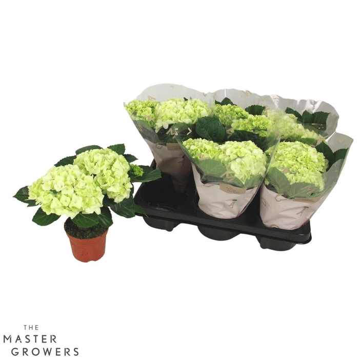 <h4>Hydrangea Macr. 10cm Wit 2 Bloem</h4>